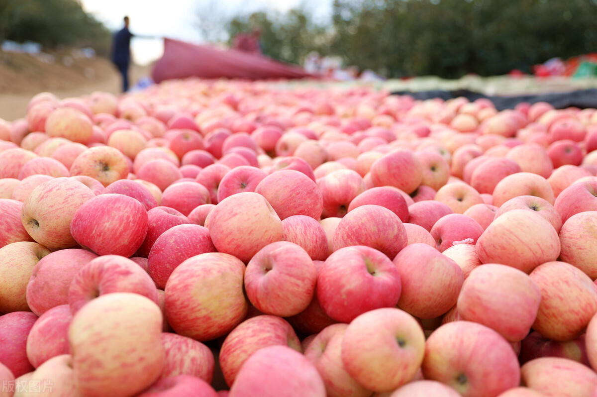 苹果价格大跳水可以退钱吗,2019年苹果为何12块钱一斤