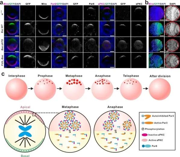 复旦大学医学神经生物学国家重点实验室2020年科研成果汇编