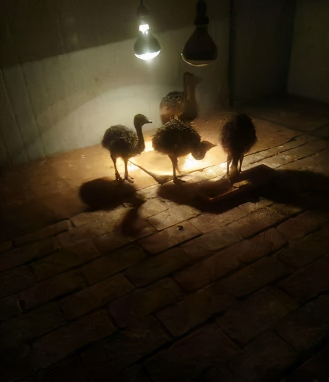 90后夫妻养殖致富,00后创业养殖鸵鸟