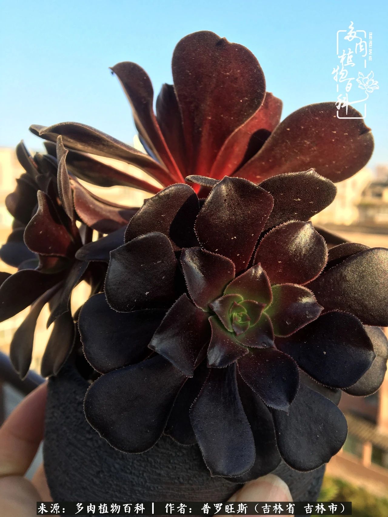 日日勤服侍，日日勤拂拭！服侍花儿，就是拂拭心灵