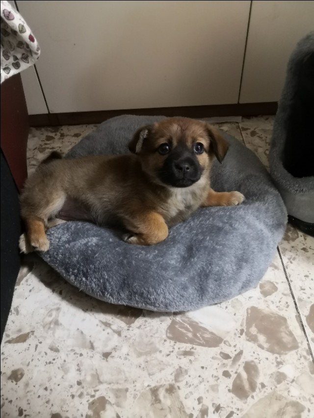 在小区捡到小狗,刚捡到的小狗怎么养