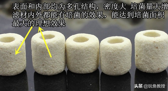 如何快速养出硝化细菌,新手如何养好硝化细菌