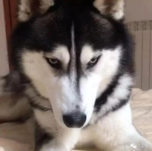 网友出门没带二哈，气得这家伙狂撕主人胸罩：看你下次还敢不敢了