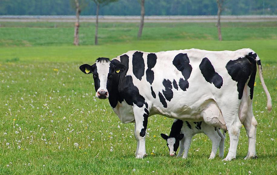 奶牛生完小牛掉胯怎么办,奶牛产完牛犊奶不多怎么回事