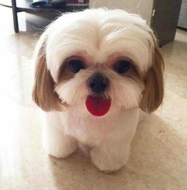 小型犬适合家养的不爱掉毛,十大适合家养的小型犬