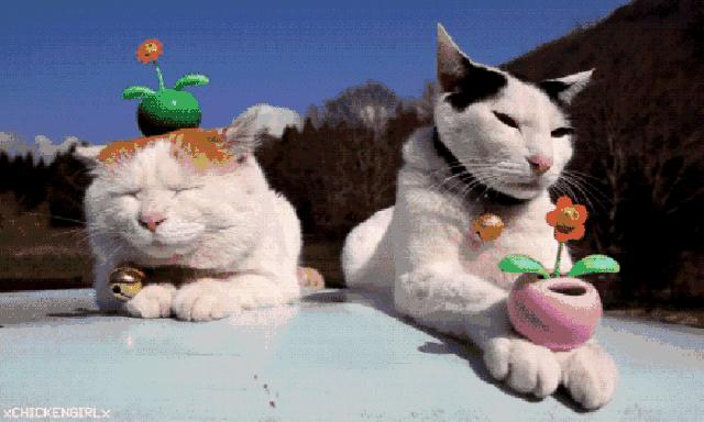 拜奥高犬猫三联抗体检测怎么看,猫咪打完猫三联后要检测抗体吗