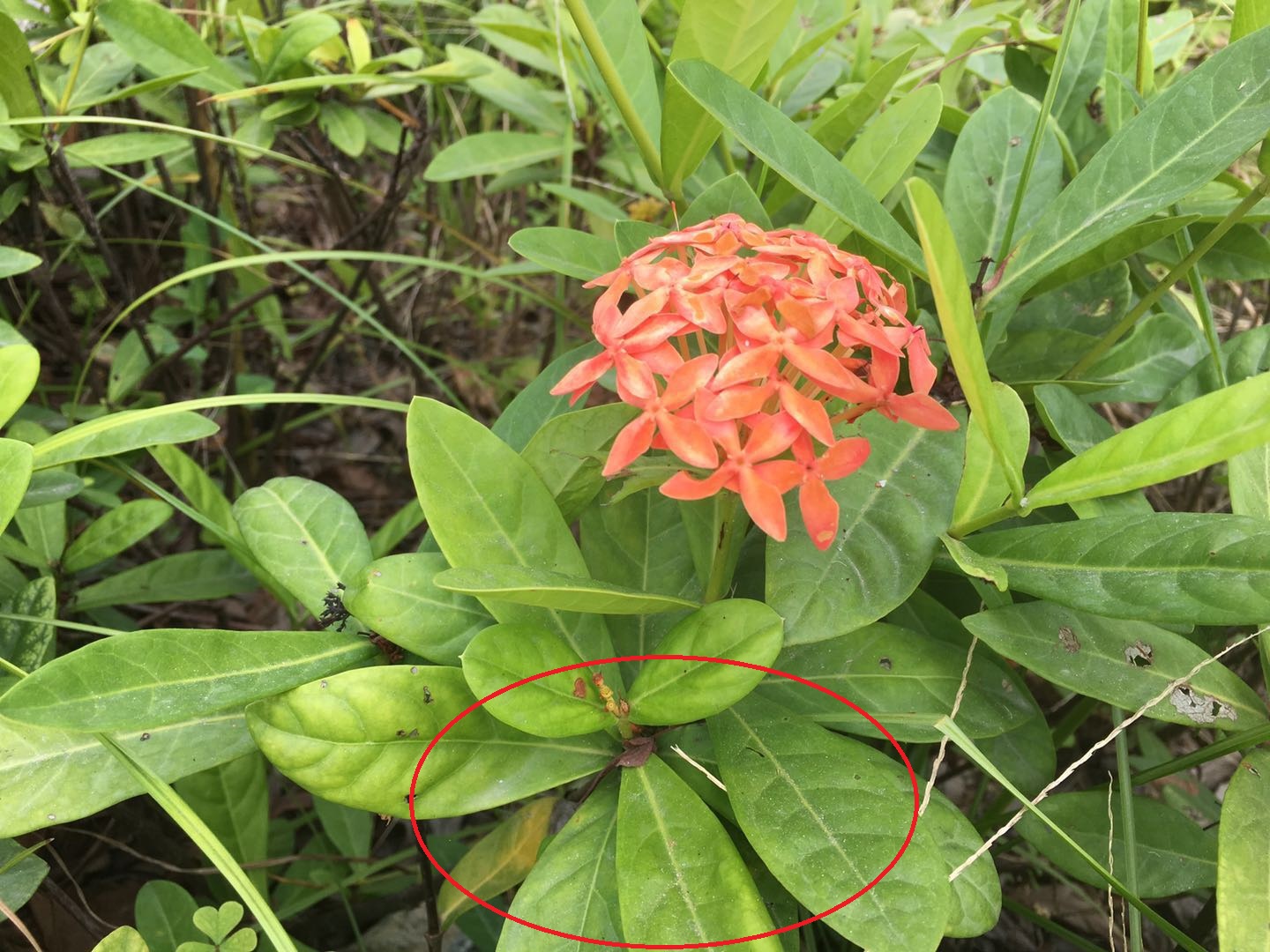 龙船花秋天开花后怎么修剪,龙船花幼苗修剪