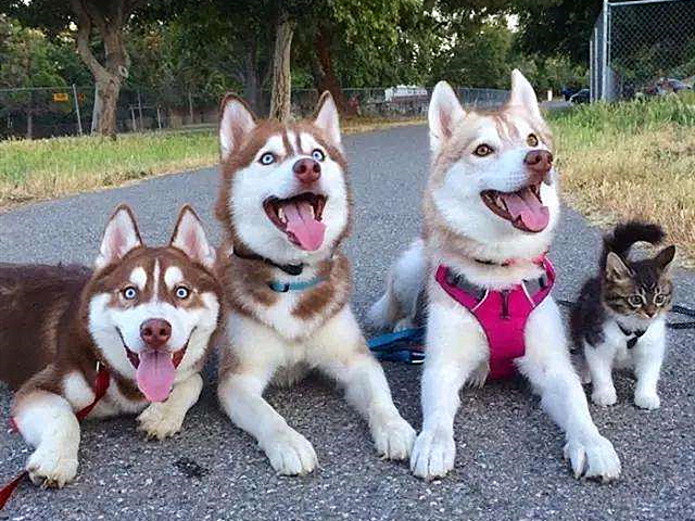 论哈士奇能有多聪明,哈士奇的智商和训犬师