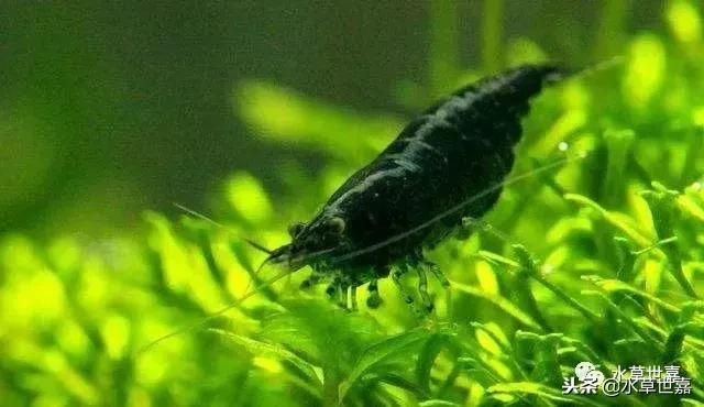 草缸常见10种藻类的解决方法,草缸藻类生物防治方法