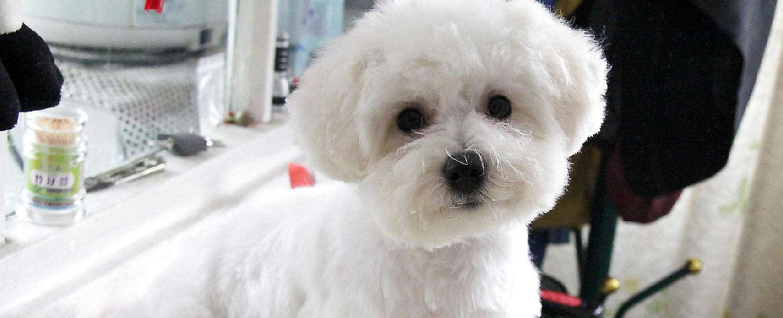 比熊最多能活几年,养两只比熊要注意哪些事项