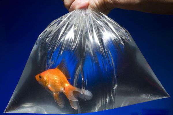 为啥买回来的金鱼不生小鱼,为什么兰寿金鱼下卵之后就死掉了