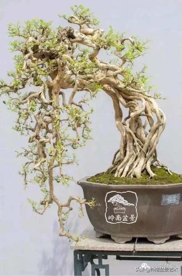 以根代杆下细上粗式盆景图片,各种老根盆景