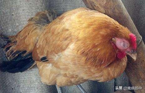 病例分享:看我如何四天治愈鸡群呼吸道!值得收藏