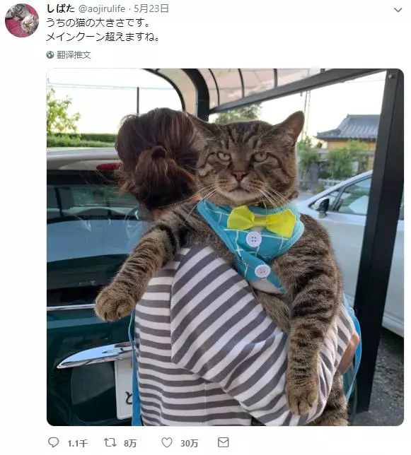 老板，这圆滚滚地怎么恢复出厂设置，说好的小可爱呢？