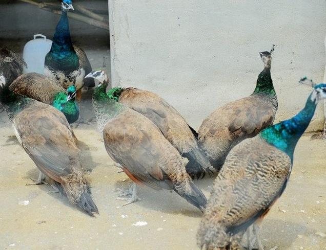 养殖户赚钱吗,养殖户一年能赚多少钱啊