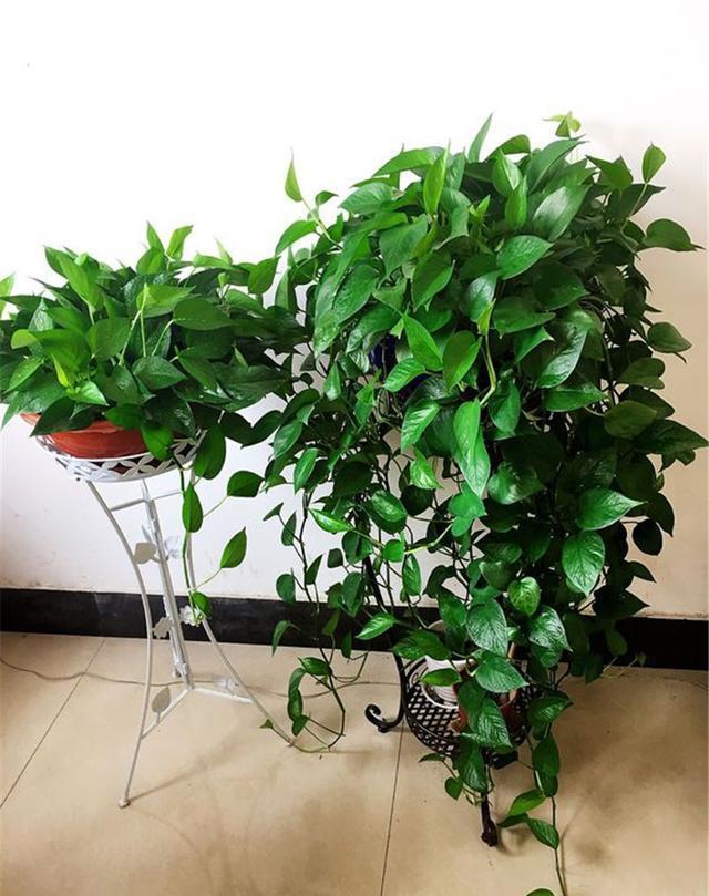 绿萝浇什么水叶子长得更大更绿,绿萝浇什么营养液长得茂盛