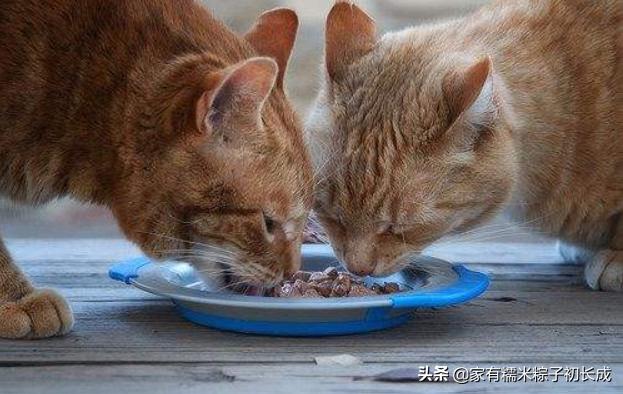 猫粮猫条猫罐头哪种好,主食猫罐头和猫粮选哪个