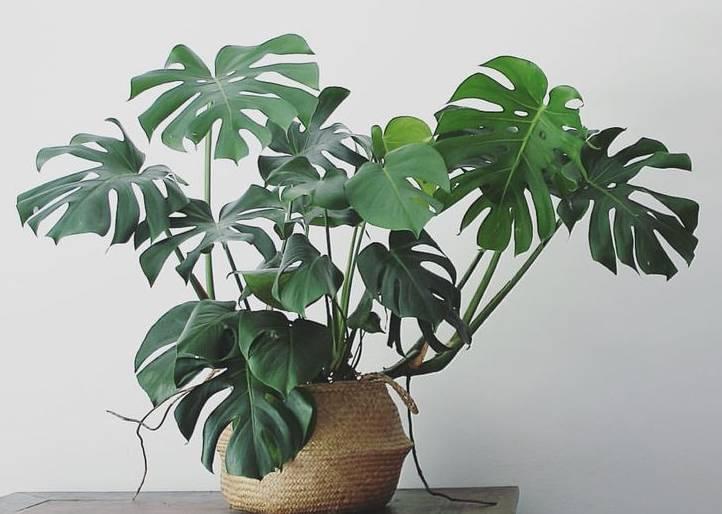 龟背竹叶子发软下垂叶片薄怎么办,龟背竹叶子尖发黄枯萎怎么办