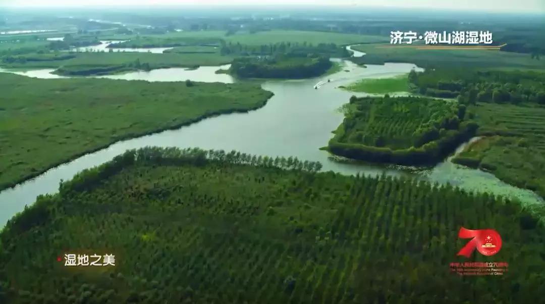 济宁任城湿地公园荷花,济宁莲花湿地