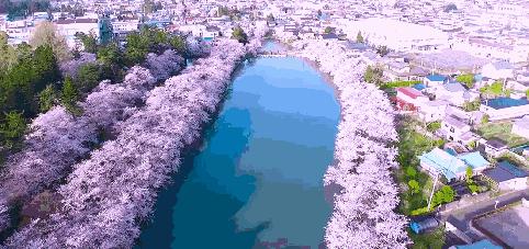 樱花前线2022年,2022第一场樱花