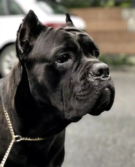 卡斯罗和罗威纳哪个适合家庭犬,帅气的罗威纳