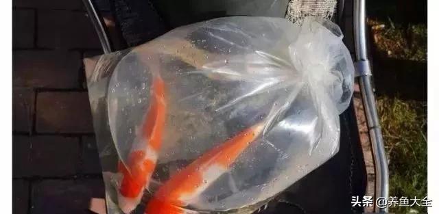 经历2次整池团灭，没关系！接着买从头再来！