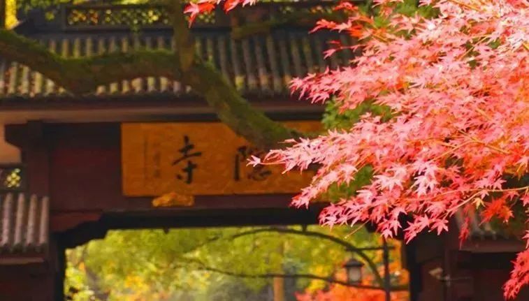 漫天香氛醉人~杭州的秋天从不让人失望!13个地方,秒出大片