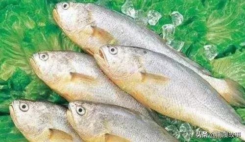 南澳渔民捕鱼视频,南澳渔民出海