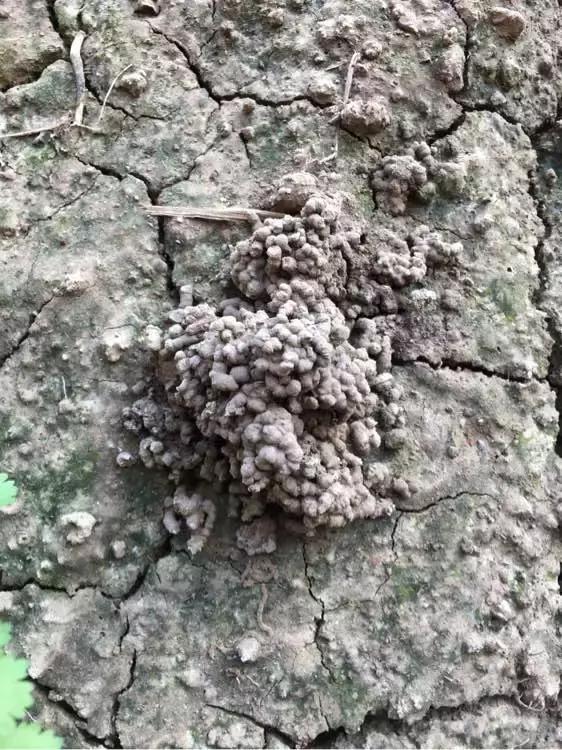 君子兰爱喝醋更爱喝酒,君子兰爱喝过期牛奶吗