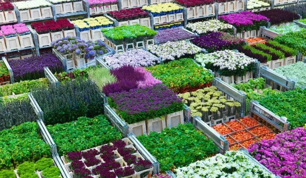 世界顶级鲜花市场,全国最大鲜花交易市场