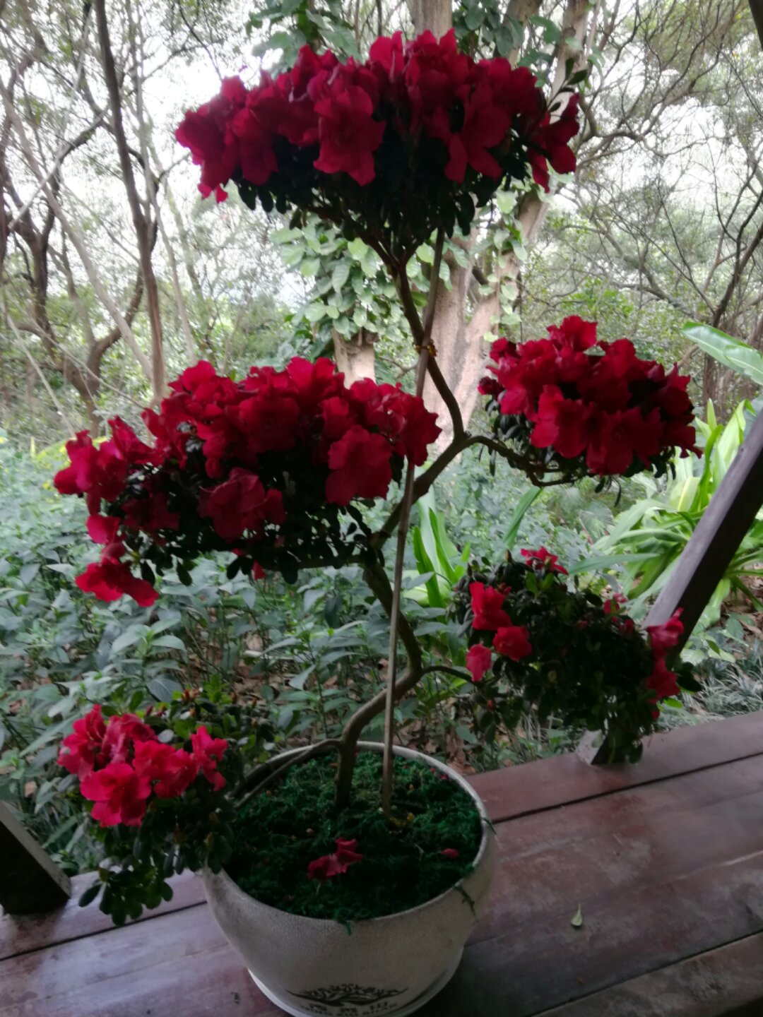 青秀山奇幻之旅,南宁2022奇妙之旅