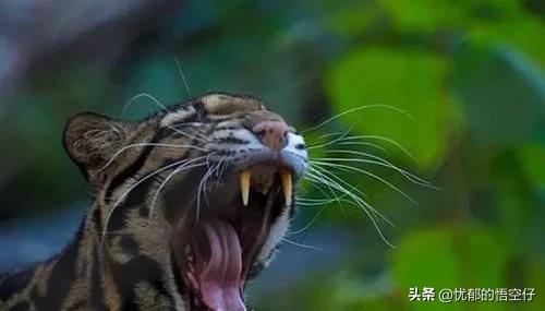 中国“小剑齿虎”，地上吃野猪、上树吃猴，挺过640万年今濒危！