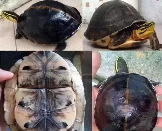 三线闭壳龟和潘氏闭壳龟区别,金头闭壳龟和三线闭壳龟同池