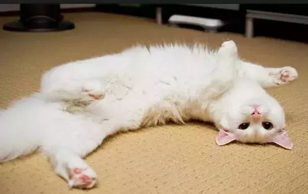 为什么猫咪不愿意睡在纸箱子里,猫咪为什么不睡猫窝要睡床