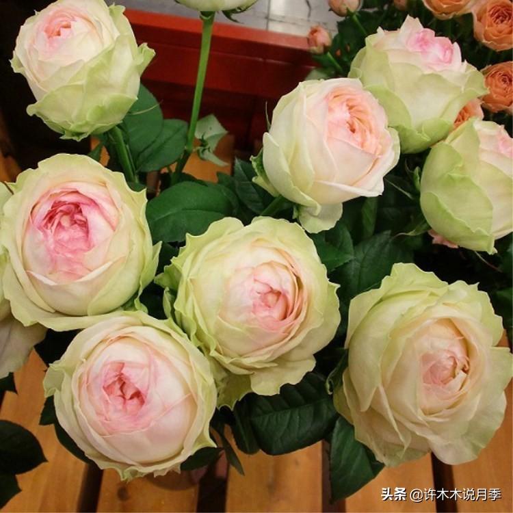 月季花苞突然垂头打蔫施肥过多,月季花苞突然垂头打蔫叶片发黄