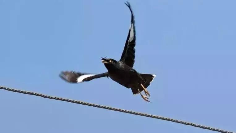 八哥长途运输过来要注意什么,八哥的喂养方法和注意事项