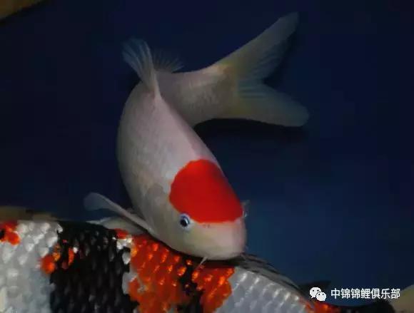 新手养锦鲤养多大的鱼,新手入门养锦鲤鱼