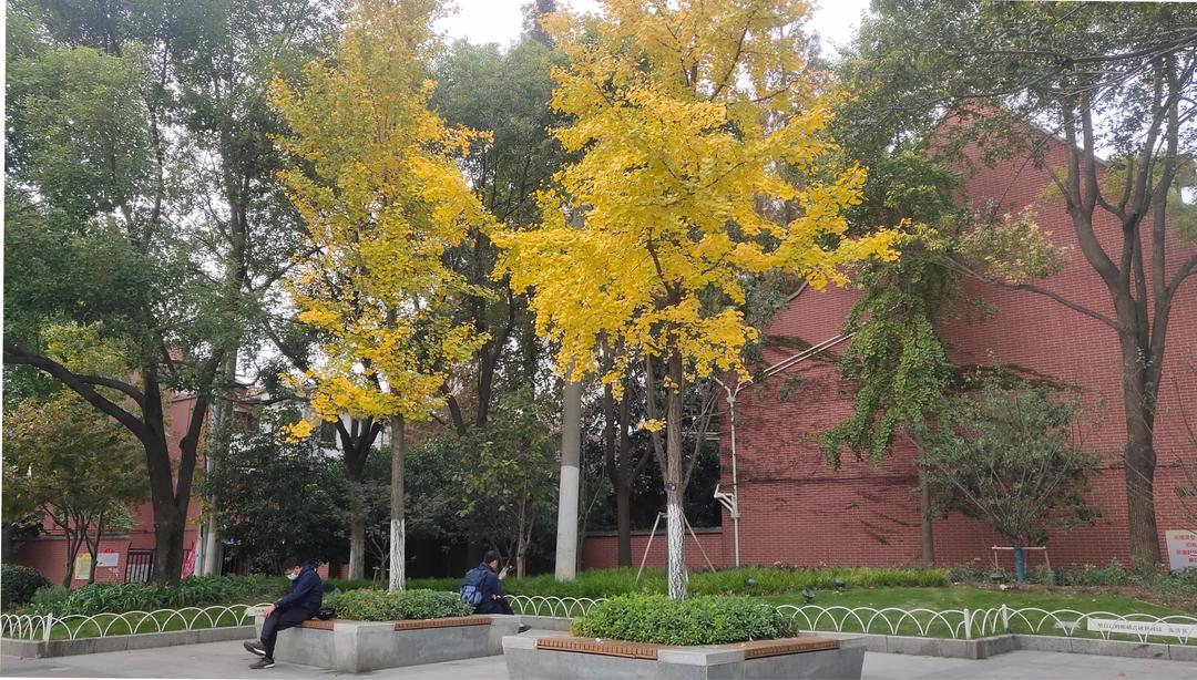 深秋回暖，安排！沪上各区的深秋美景，你准备好打卡了吗？