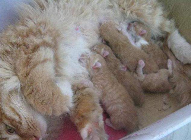 母猫难产小猫出生后怎么救,母猫难产的原因和处理方法