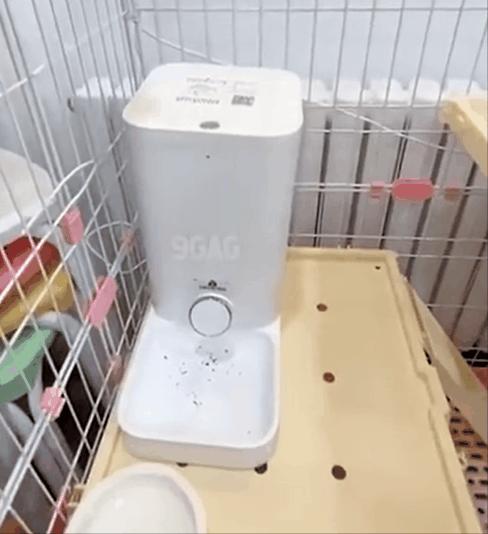 干饭猫,猫咪干饭跟饭桶一样