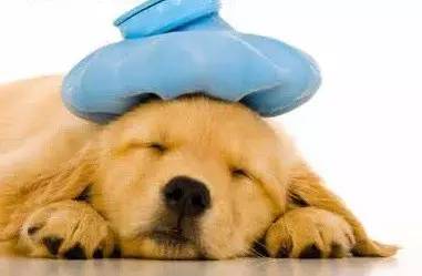 养狗家庭常备药品，你备齐了吗？