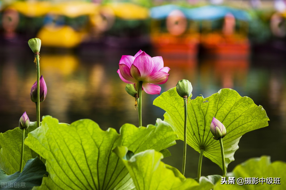 教你拍荷花的4个意境,怎么拍荷花拍照姿势大全