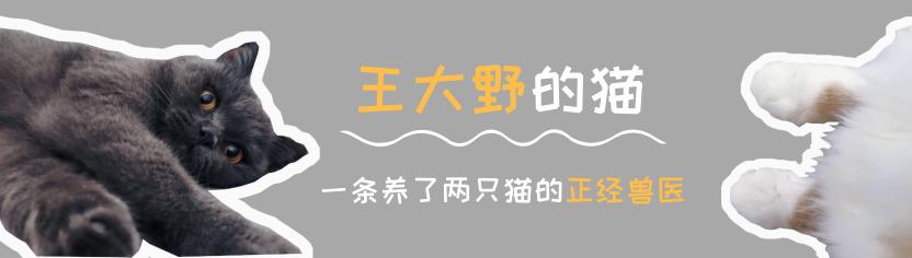 猫咪发出的咕噜声竟然有治愈的效果，你家的猫咪经常对你咕噜吗？