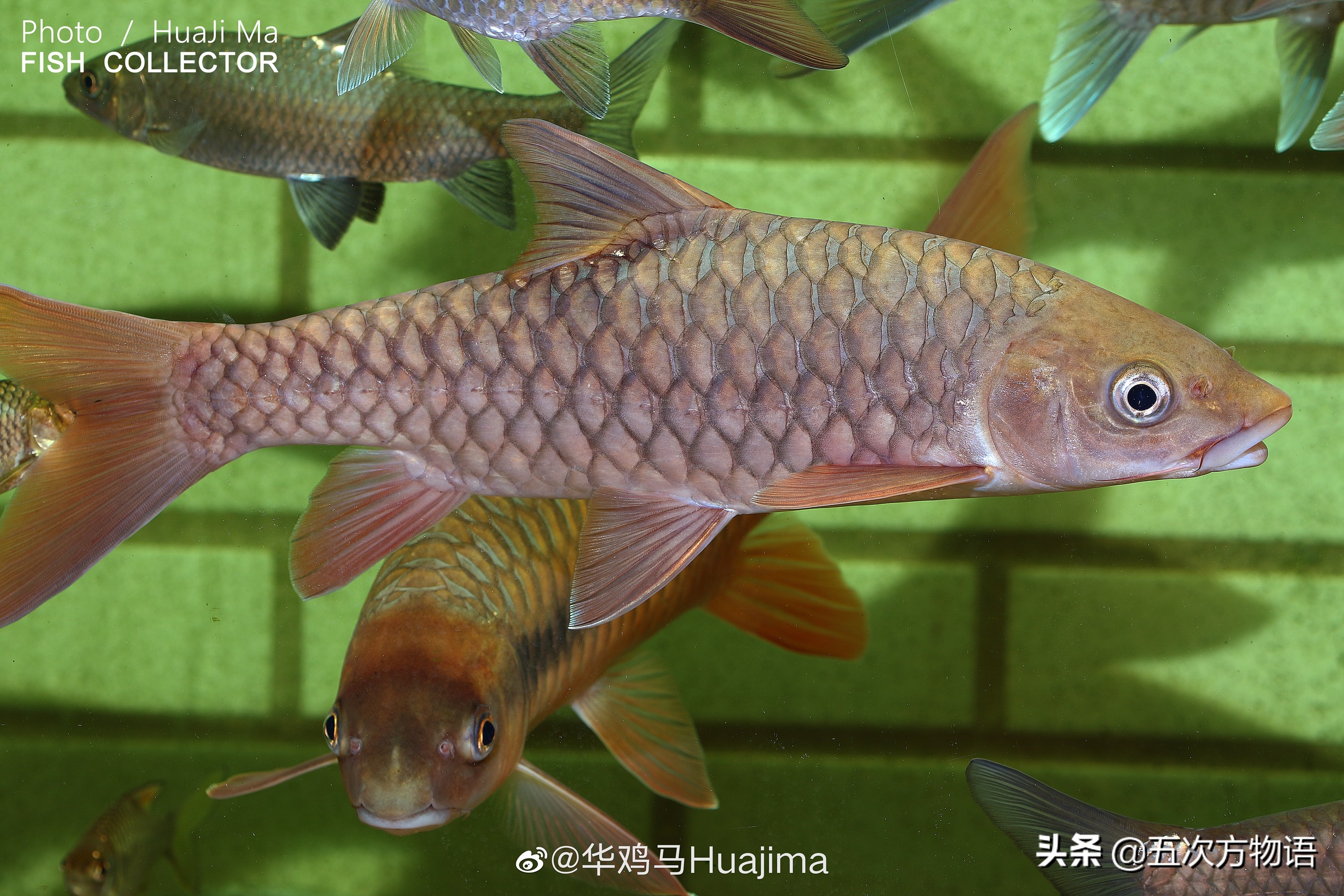 最神秘的淡水鱼,世界上最好吃的淡水鱼