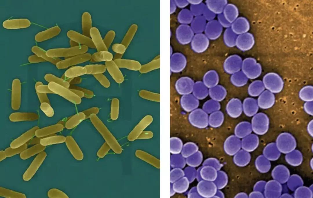 感染性疾病检测有问题,呼吸道感染诊疗指南