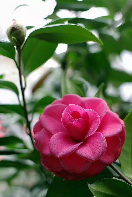 中国十大名花惊艳千年,中国十大名花美极了