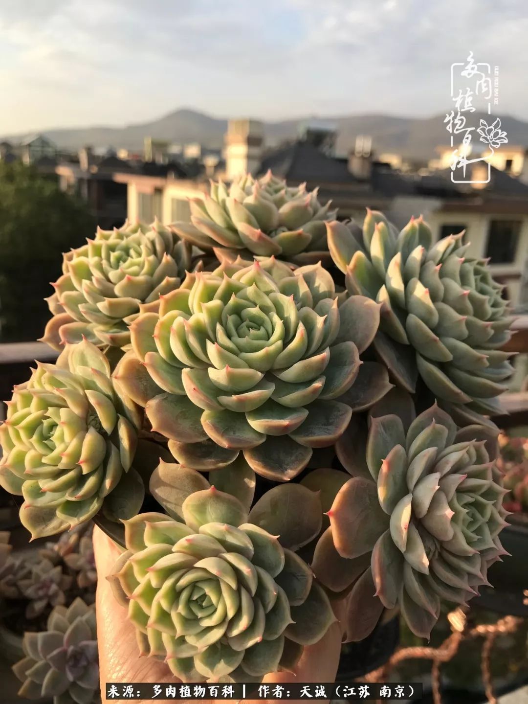 鍙拱瀵圭殑涓嶄拱璐电殑灏忔牱,鍙拱瀵圭殑涓嶄拱璐电殑鍥剧墖灞曠ず