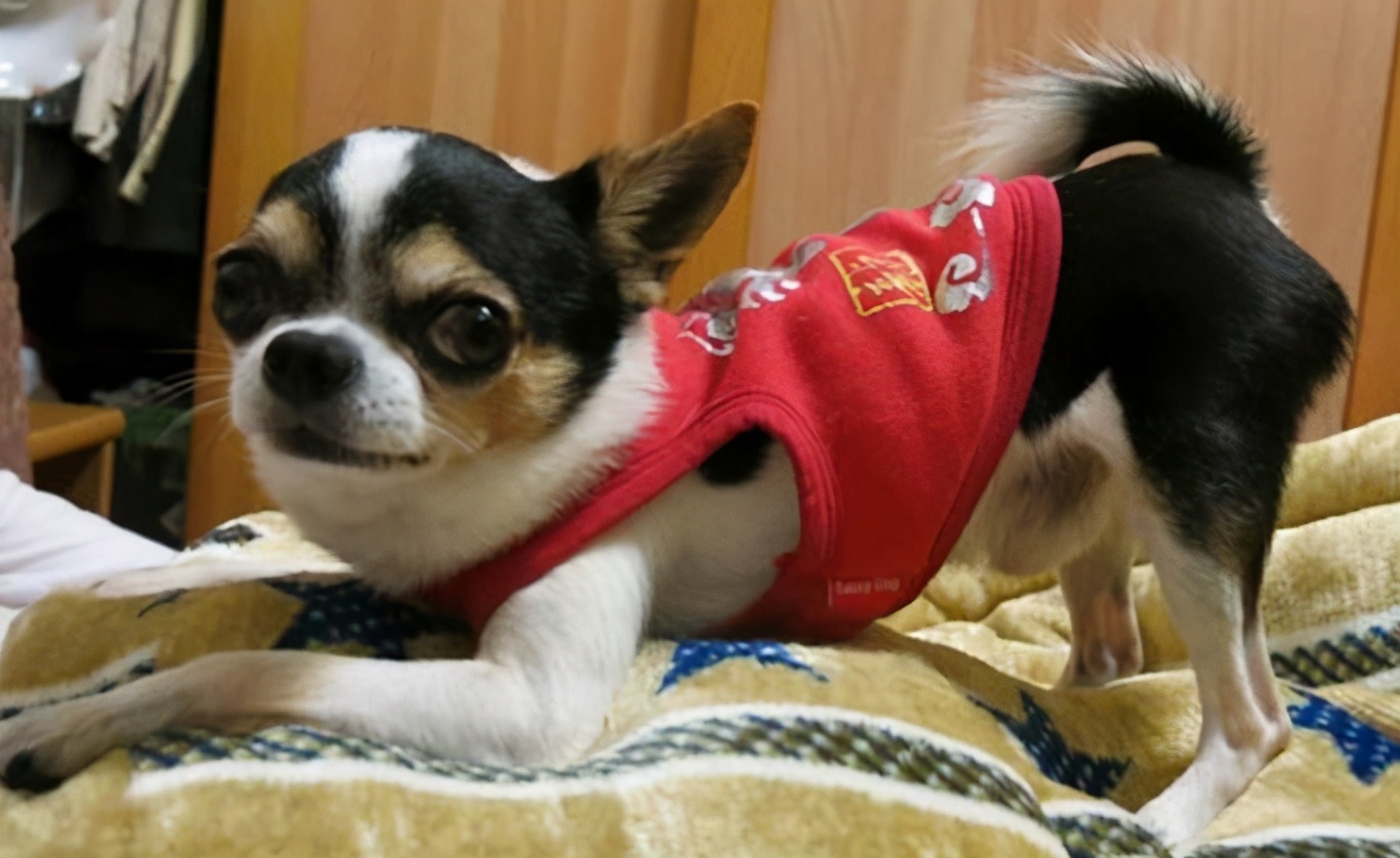 “忽悠”我买吉娃娃的人，你们把我害苦了