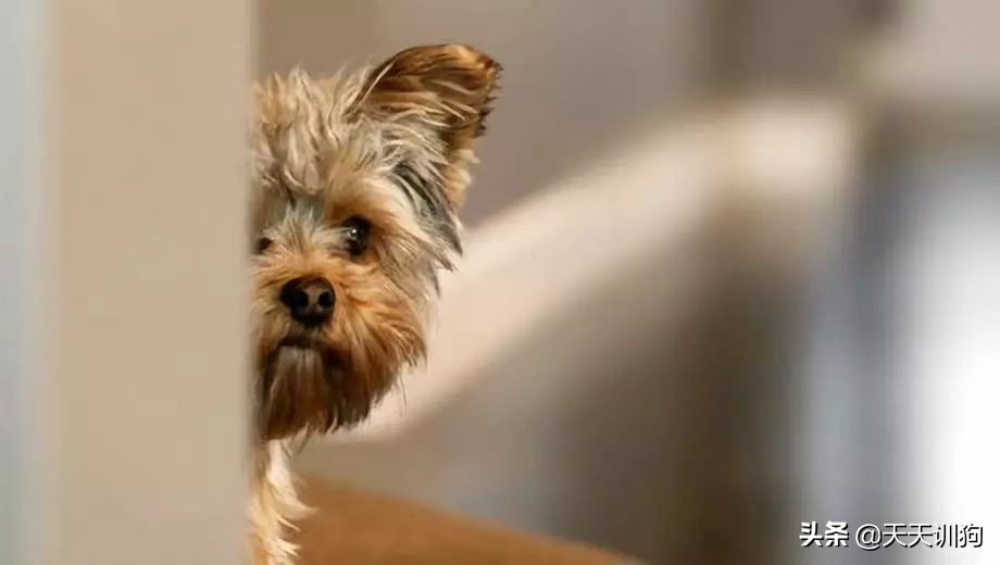 狗狗最想让你知道的9件事,狗狗最反感的事图片