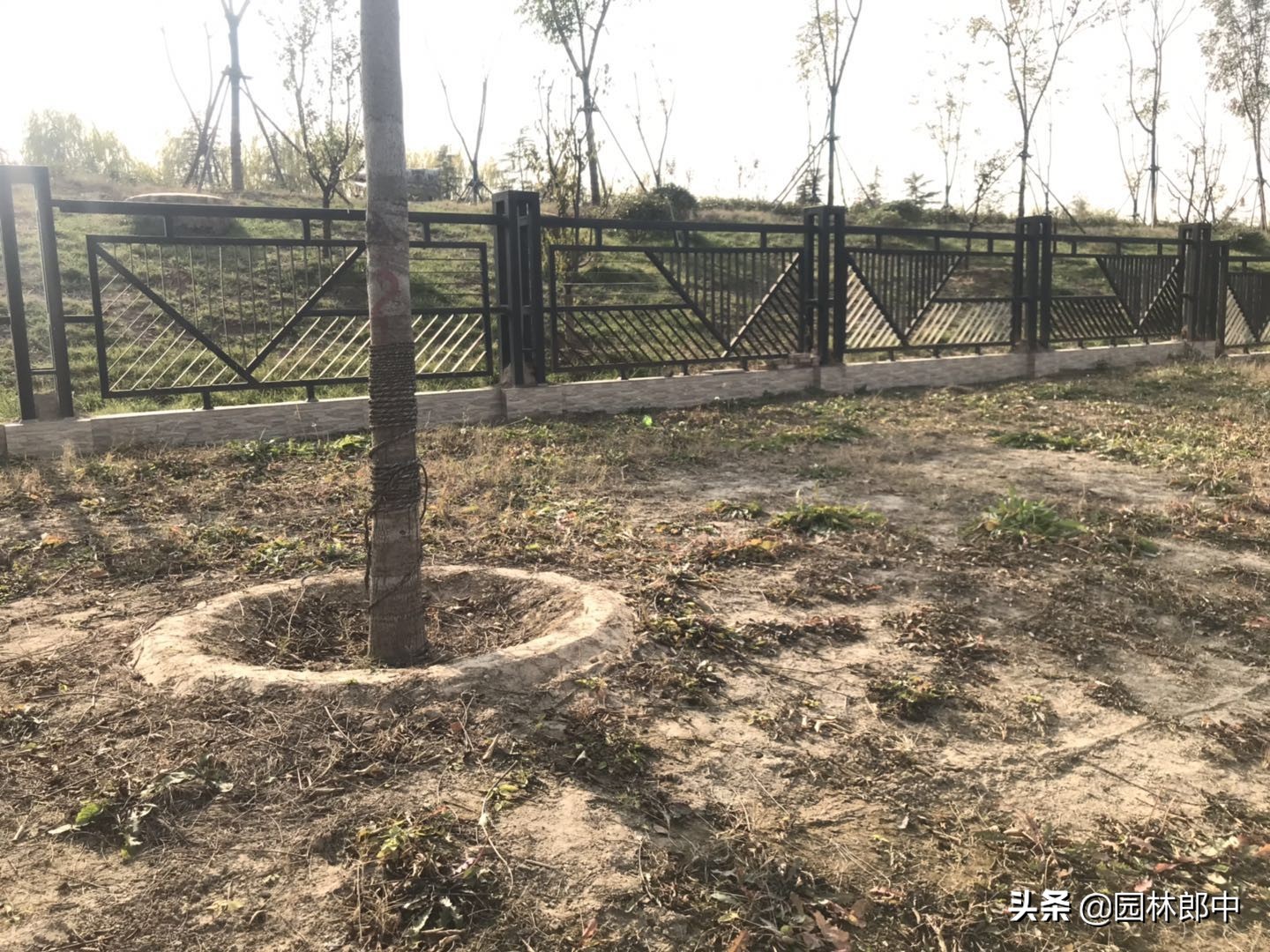 苗木防冻最简单的方法,苗木清园用药